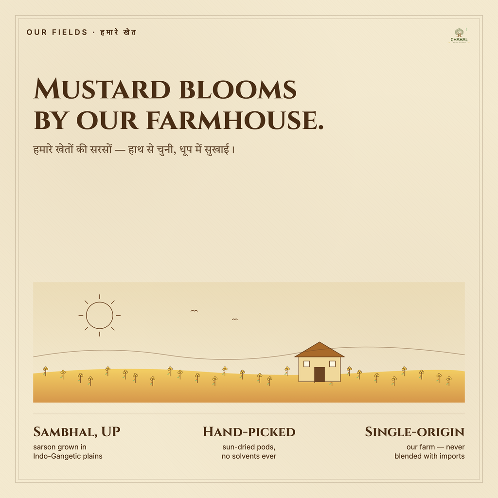 Yellow mustard fields at Chahal Agri Farms farm in West Uttar Pradesh