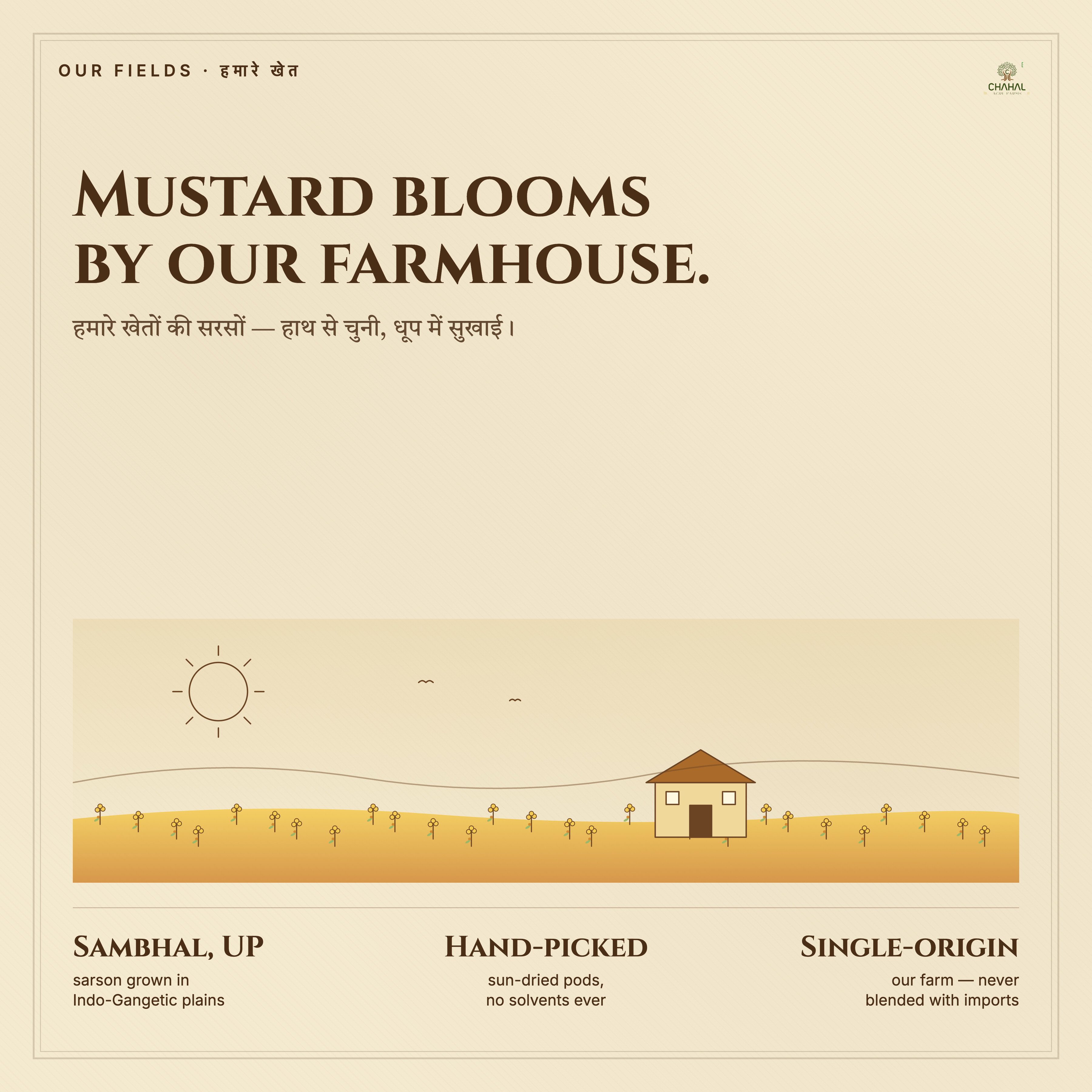 Yellow mustard fields at Chahal Agri Farms farm in West Uttar Pradesh