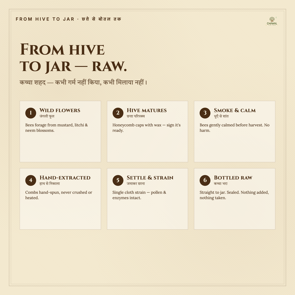 Raw wild honey process from forest hive to glass jar — Chahal Agri Farms